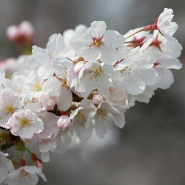 桜マカロン☆