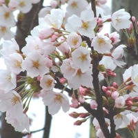 遅れましたけど桜が咲きました♪