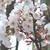 遅れましたけど桜が咲きました♪