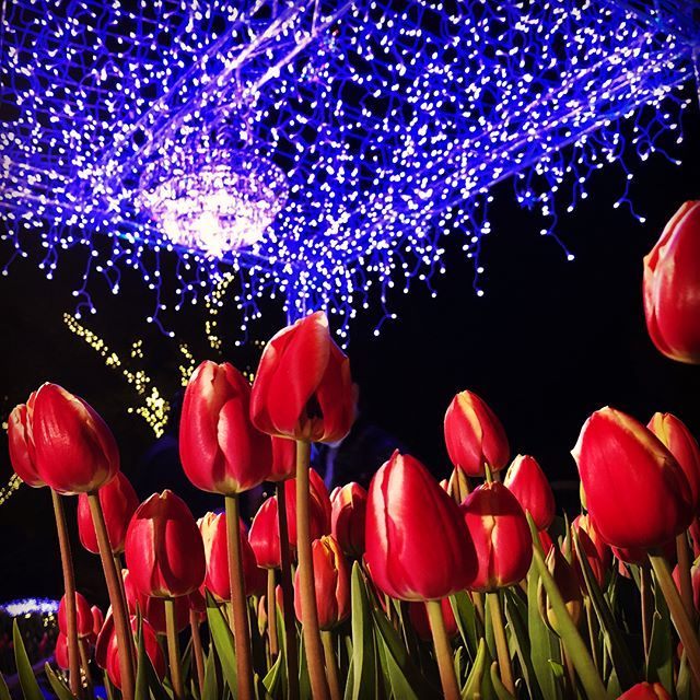 【Instagram】江ノ島のイルミネーションが思いのほか良かった#江ノ島 #イルミネーション#enoshima #illumination