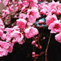【Instagram】久々の川越で見つけた春#川越 #時の鐘 #kawagoe #梅 #梅の花