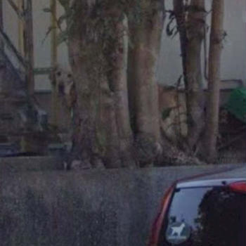 なんとGoogleマップに映ってた愛犬