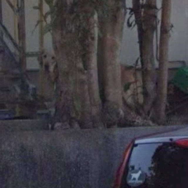 なんとGoogleマップに映ってた愛犬