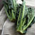 【新野菜！アレッタって知ってる？】
