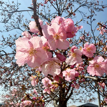 河津桜…  チョッと早すぎました！