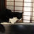 ごんぼさん報告。がんばってます♪