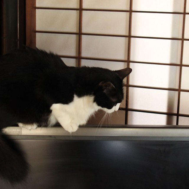 ごんぼさん報告。がんばってます♪