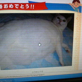 チャンピオン
