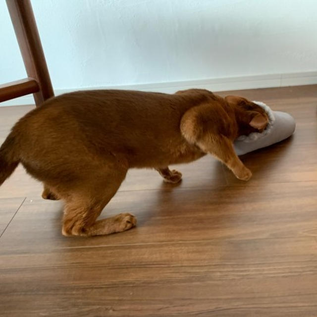 ムートンスリッパに、こころ奪われる猫たち