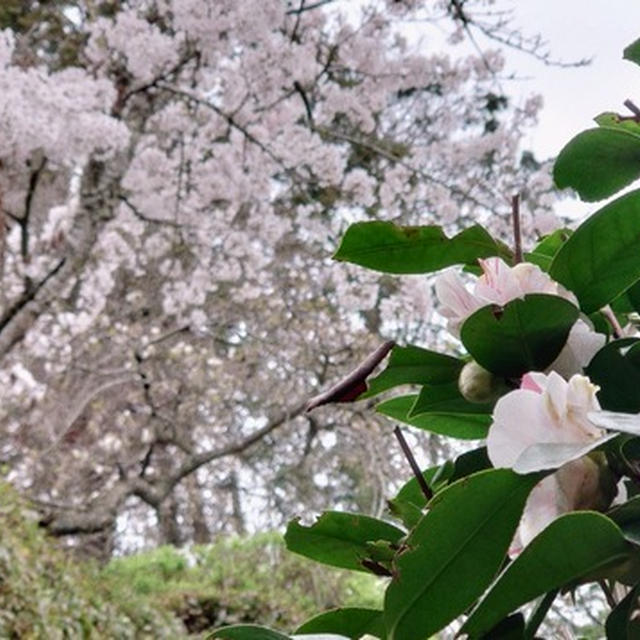 春の花々～お父さん全部わかるんじゃなかったのかな