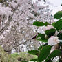 春の花々～お父さん全部わかるんじゃなかったのかな
