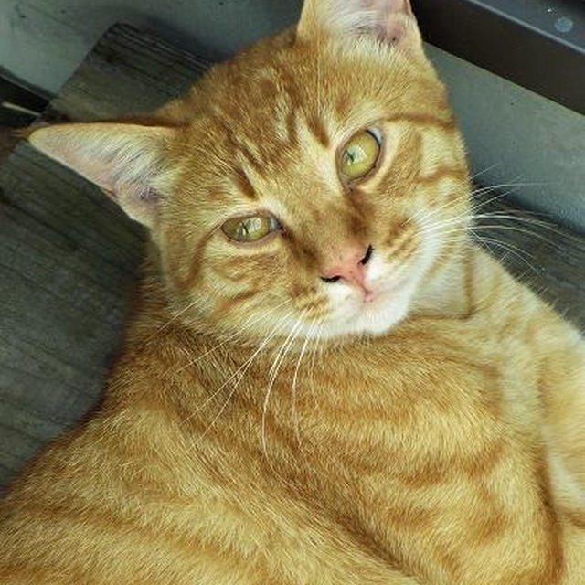 今日は猫の日　＊　外猫さん