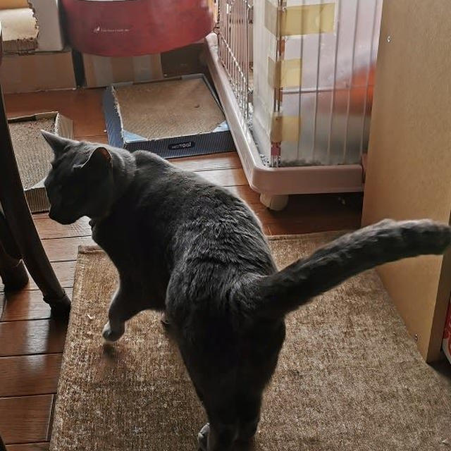 その後のさくら