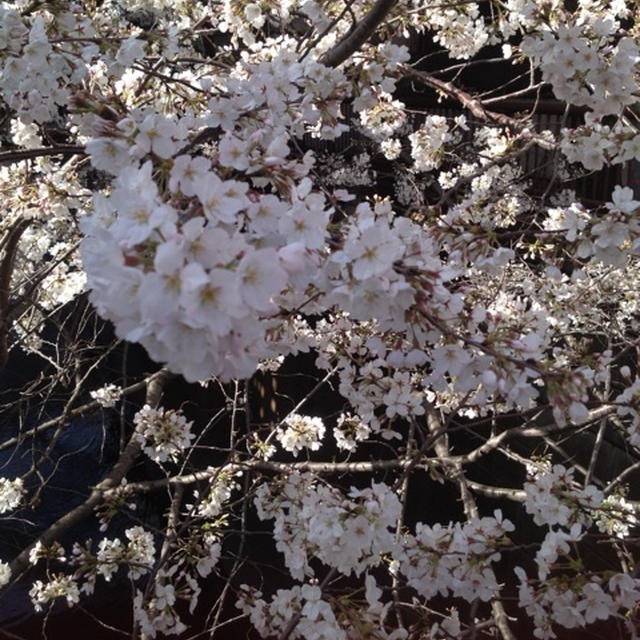 ☆東京桜ディ☆