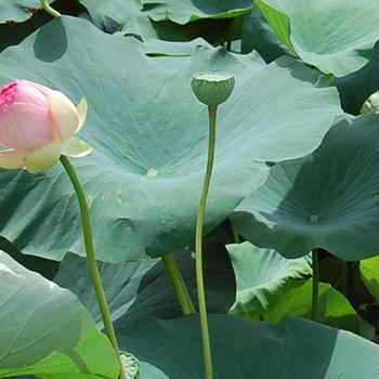 目のピンチと蓮の花