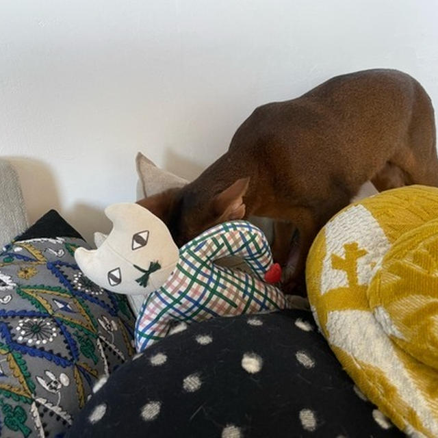 犯ニャンは意外な猫物だった…