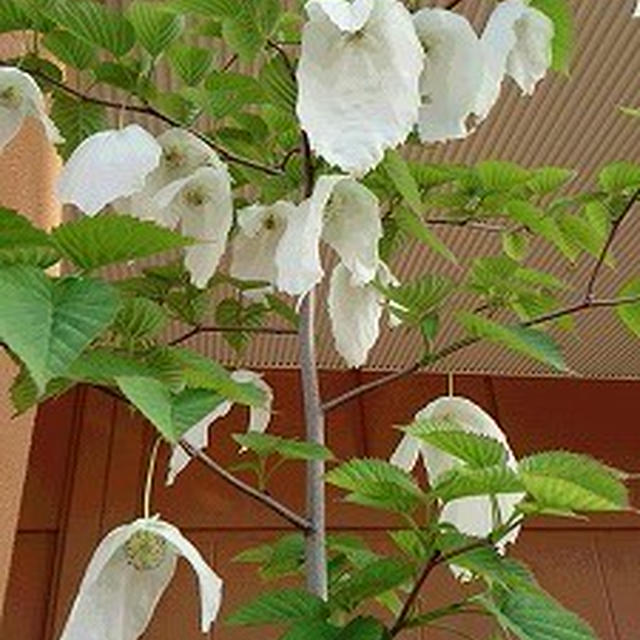 珍しい‘ハンカチの木’を見つけたよ！！