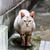 ご近所にゃんこ～2。