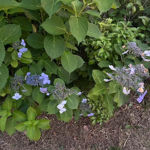 梅雨は