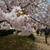 やなせ苑桜づつみ#お花見の風景