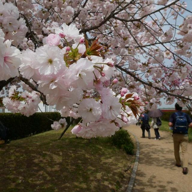 やなせ苑桜づつみ#お花見の風景