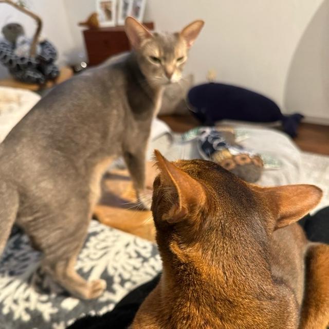 猫も嫉妬する