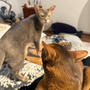 猫も嫉妬する