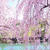 満開の桜とごぼうの炊き込みご飯