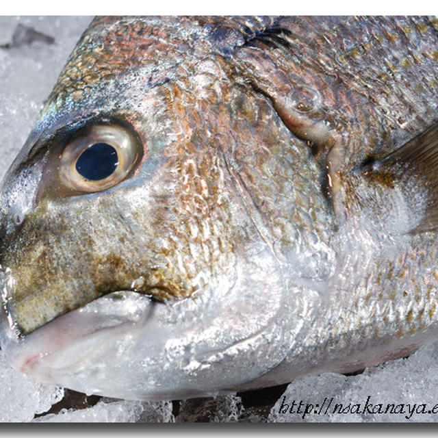 平鯛 ヘダイ クロダイに似ている魚でシロダイとも呼ばれます By 魚屋三代目さん レシピブログ 料理ブログのレシピ満載