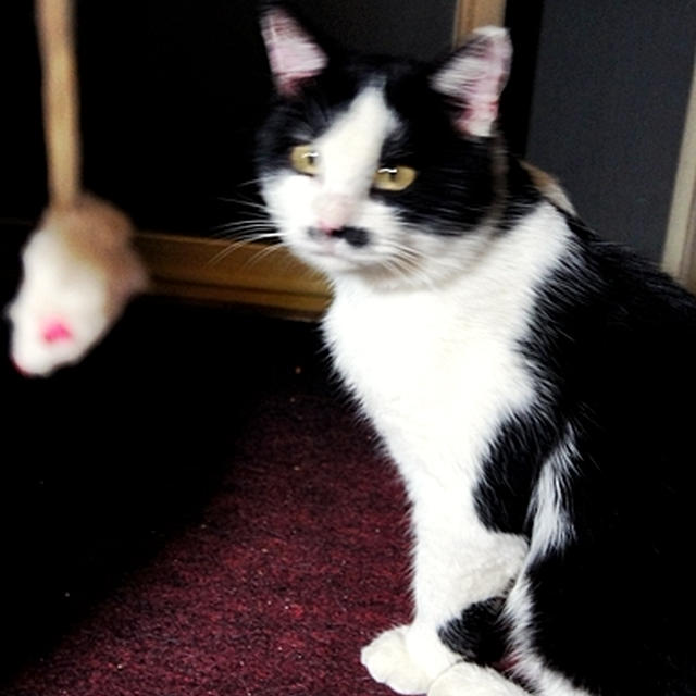 猫に小判ｗ　またたび＜ネズミさん