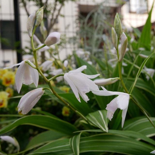 白花シラン2023、最近撮った写真#ameba写真部