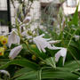 白花シラン2023、最近撮った写真#ameba写真部