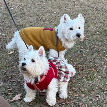 春日公園、福ちゃんとの出会い