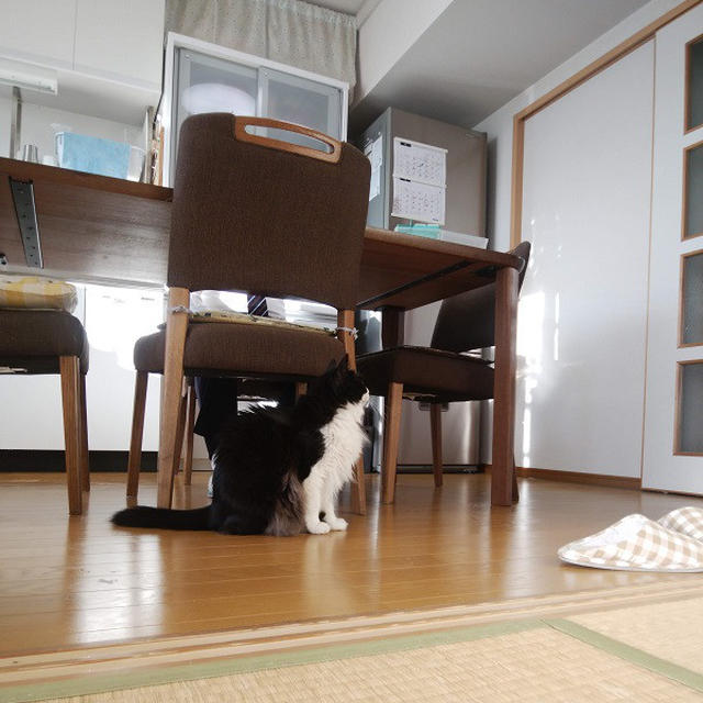 ごんぼさんの近況