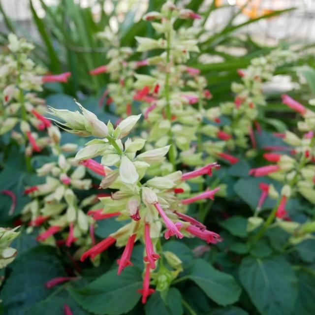 サルビアトーチライトの花