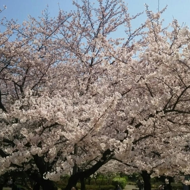 春ですね。鳥の声が聞こえるよ