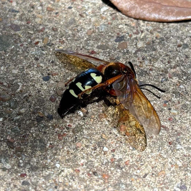 蜂の巣