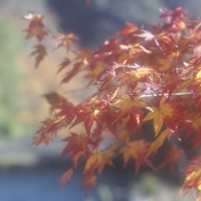 紅葉狩りは牛滝山 大威徳寺