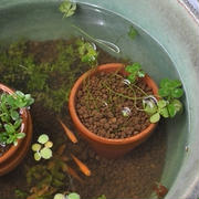 地上波で報道されたらパニックになります　・メダカ　白カビ病発生