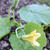 【菜園】 カボチャの一番花 etc ・・・