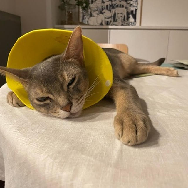 猫も伸びる暑さですね