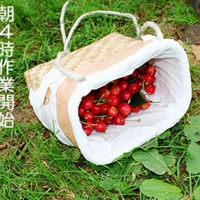 初夏の宝石　山形のさくらんぼ「佐藤錦」ご予約開始！