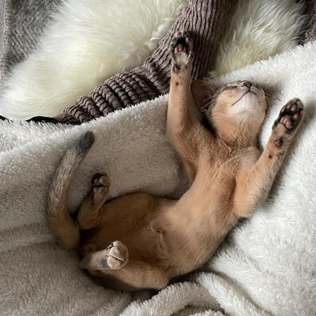 4ヶ月の猫寝相はまだまだ子猫汁でてるなぁ(*´ω`*)