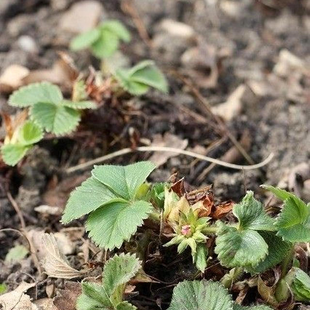 【菜園】 ２週分の記録　