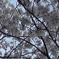 桜満開