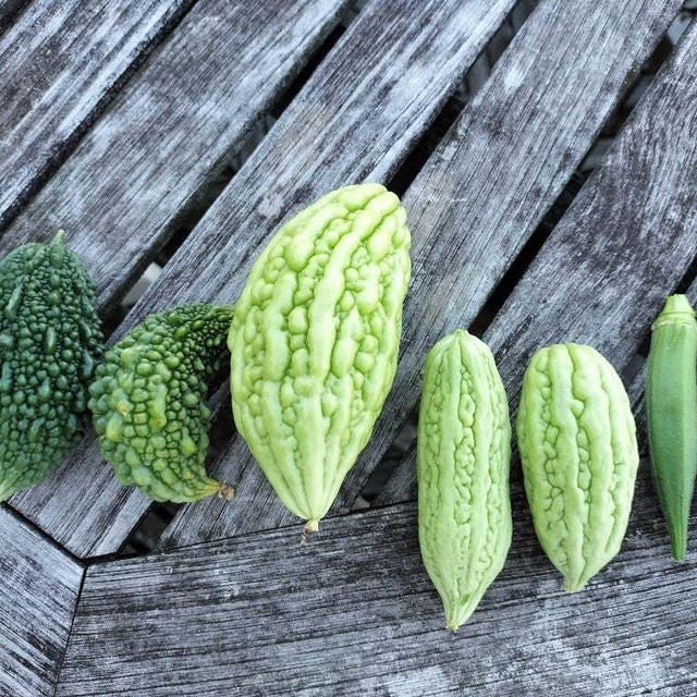 10月8日のベランダ菜園　ゴーヤとオクラが少々