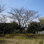 横浜の桜の開花宣言と標準木のこと