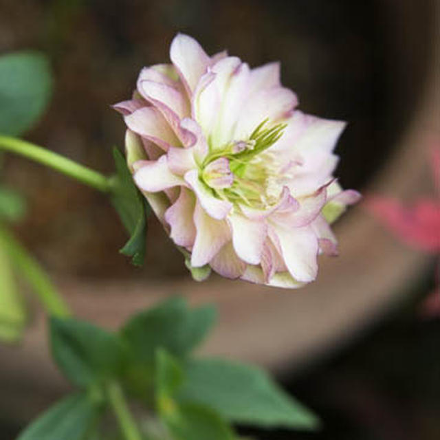 Small gardenでは　４月