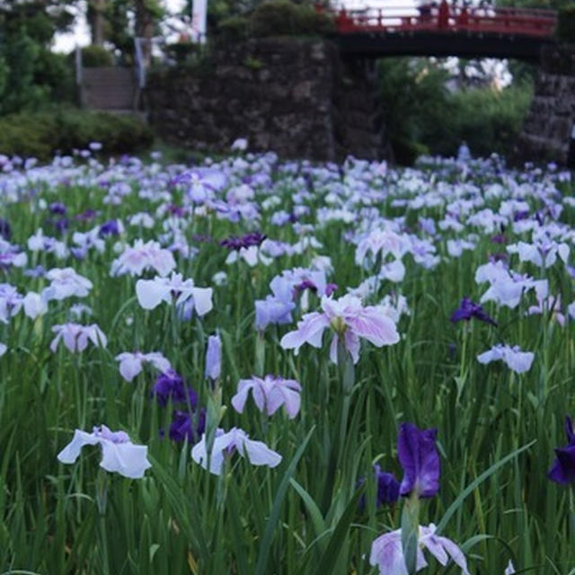 小田原城の紫陽花と花菖蒲