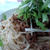 ランチ『ひき肉とたっぷり水菜の和風パスタ』